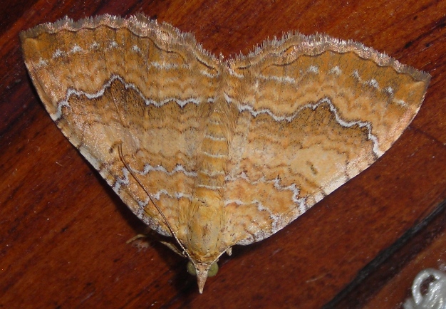 Camptogramma bilineata - variabilità cromatica